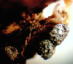 Attēlu rezultāti vaicājumam “Licea minima spores”