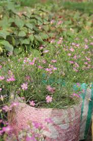 Attēlu rezultāti vaicājumam “Gypsophila muralis flower”