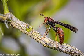 Attēlu rezultāti vaicājumam “Polistes”