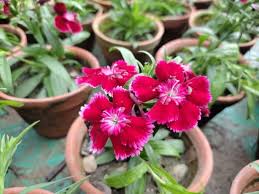 Image result for Dianthus