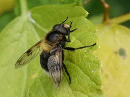 Attēlu rezultāti vaicājumam “Volucella bombylans”