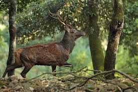 Attēlu rezultāti vaicājumam “Cervus elaphus”