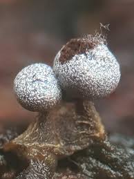 Attēlu rezultāti vaicājumam “Physarum leucophaeum spores”