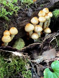 Attēlu rezultāti vaicājumam “Pholiota squarrosoides”