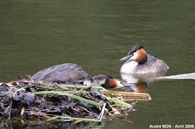 Attēlu rezultāti vaicājumam “Podiceps cristatus nest”