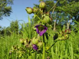 Attēlu rezultāti vaicājumam “Polemonium caeruleum bud”