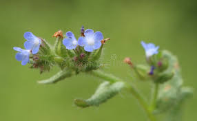 Attēlu rezultāti vaicājumam “Anchusa arvensis flower”