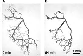 Attēlu rezultāti vaicājumam “Physarum obscurum young”