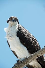 Image result for Pandion haliaetus