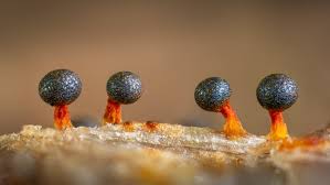 Attēlu rezultāti vaicājumam “Physarum psittacinum”