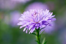 Image result for Aster novi-belgii