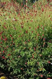 Attēlu rezultāti vaicājumam “Sanguisorba officinalis leaf”