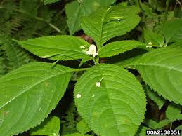 Attēlu rezultāti vaicājumam “Impatiens parviflora leaf”