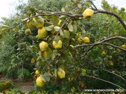 Attēlu rezultāti vaicājumam “Cydonia oblonga fruit”