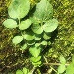 Attēlu rezultāti vaicājumam “Cardamine amara leaf”