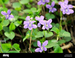 Attēlu rezultāti vaicājumam “Viola riviniana leaf”