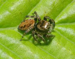 Attēlu rezultāti vaicājumam “Evarcha falcata male”