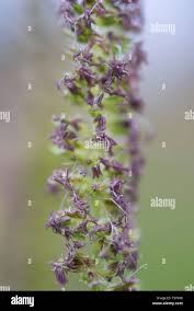 Attēlu rezultāti vaicājumam “Cynosurus cristatus flower”