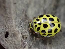 Attēlu rezultāti vaicājumam “Psyllobora vigintiduopunctata”