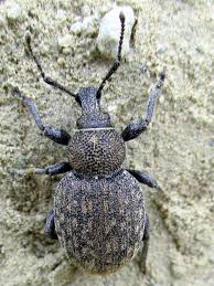 Attēlu rezultāti vaicājumam “Gordius aquaticus”