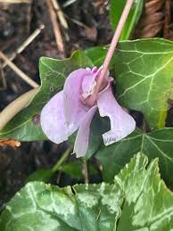 Attēlu rezultāti vaicājumam “Cyclamen hederifolium”