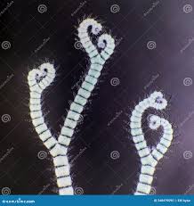 Attēlu rezultāti vaicājumam “Ceramium sp.”