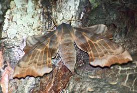 Attēlu rezultāti vaicājumam “Laothoe amurensis”