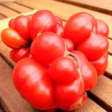 Afbeeldingsresultaat voor voyage tomato