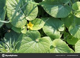 Attēlu rezultāti vaicājumam “Thladiantha dubia”