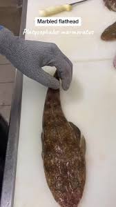 Image result for Platycephalus richardsoni