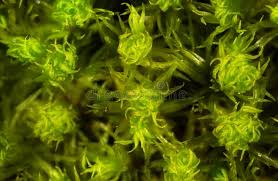 Attēlu rezultāti vaicājumam “Ulota crispa sporophyte”