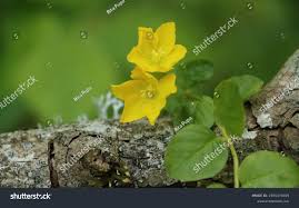 Attēlu rezultāti vaicājumam “Lysimachia nummularia flower”