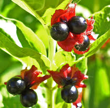 Attēlu rezultāti vaicājumam “Lonicera tatarica fruit”