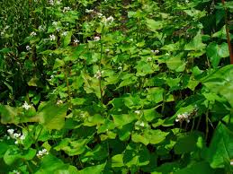 Attēlu rezultāti vaicājumam “Fagopyrum esculentum leaf”