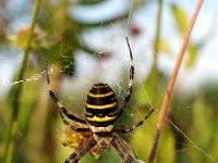 Attēlu rezultāti vaicājumam “Argiope bruennichi”
