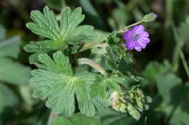 Attēlu rezultāti vaicājumam “Geranium pyrenaicum”