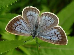 Attēlu rezultāti vaicājumam “Maculinea teleius underside”