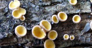 Attēlu rezultāti vaicājumam “Lachnum corticale”