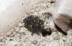 Attēlu rezultāti vaicājumam “Saldula saltatoria”