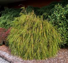 Attēlu rezultāti vaicājumam “Thuja plicata flower”