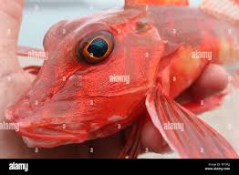 Image result for Chelidonichthys cuculus
