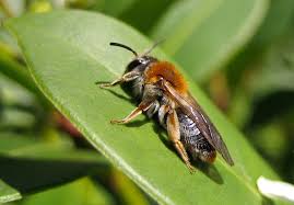 Attēlu rezultāti vaicājumam “Andrena haemorrhoa”