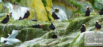 Image result for Fratercula cirrhata