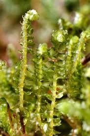 Attēlu rezultāti vaicājumam “Barbilophozia lycopodioides”