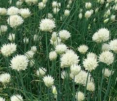 Attēlu rezultāti vaicājumam “Allium schoenoprasum fruit”