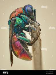 Attēlu rezultāti vaicājumam “Hedychrum sp.”