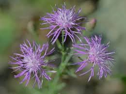 Attēlu rezultāti vaicājumam “Centaurea stoebe leaf”