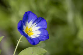 Image result for Convolvulus tricolor