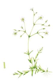 Attēlu rezultāti vaicājumam “Stellaria graminea”