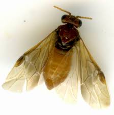 Attēlu rezultāti vaicājumam “Hoplia parvula imago”